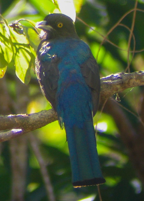 Citreoline Trogon - ML647152234