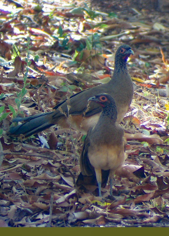 West Mexican Chachalaca - ML647152235