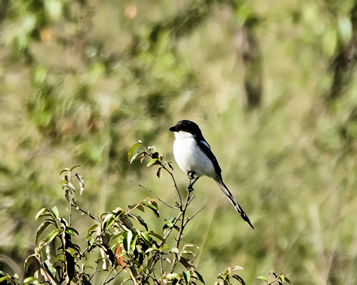 Northern Fiscal - ML647152240