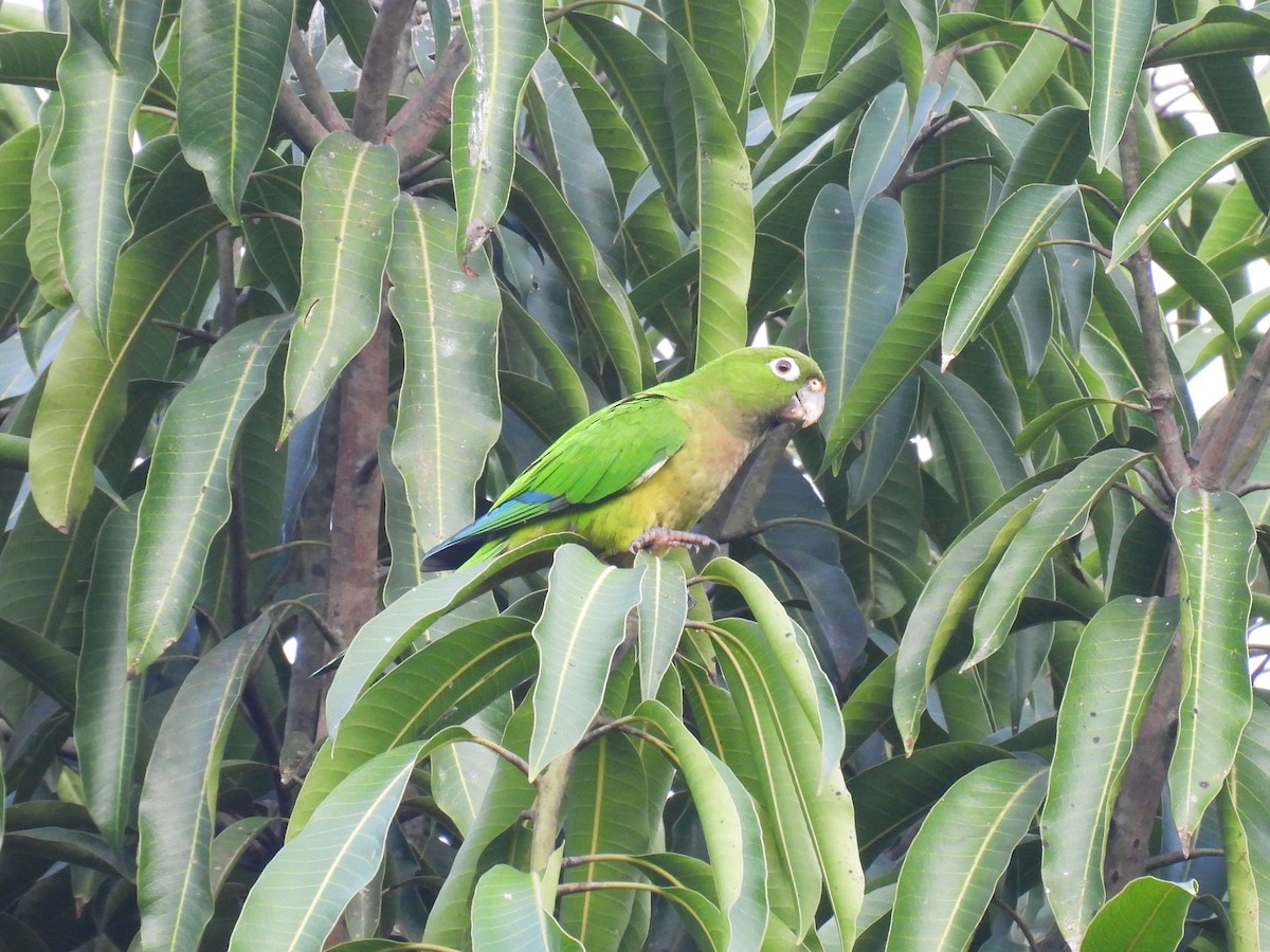 Olive-throated Parakeet - ML647152245