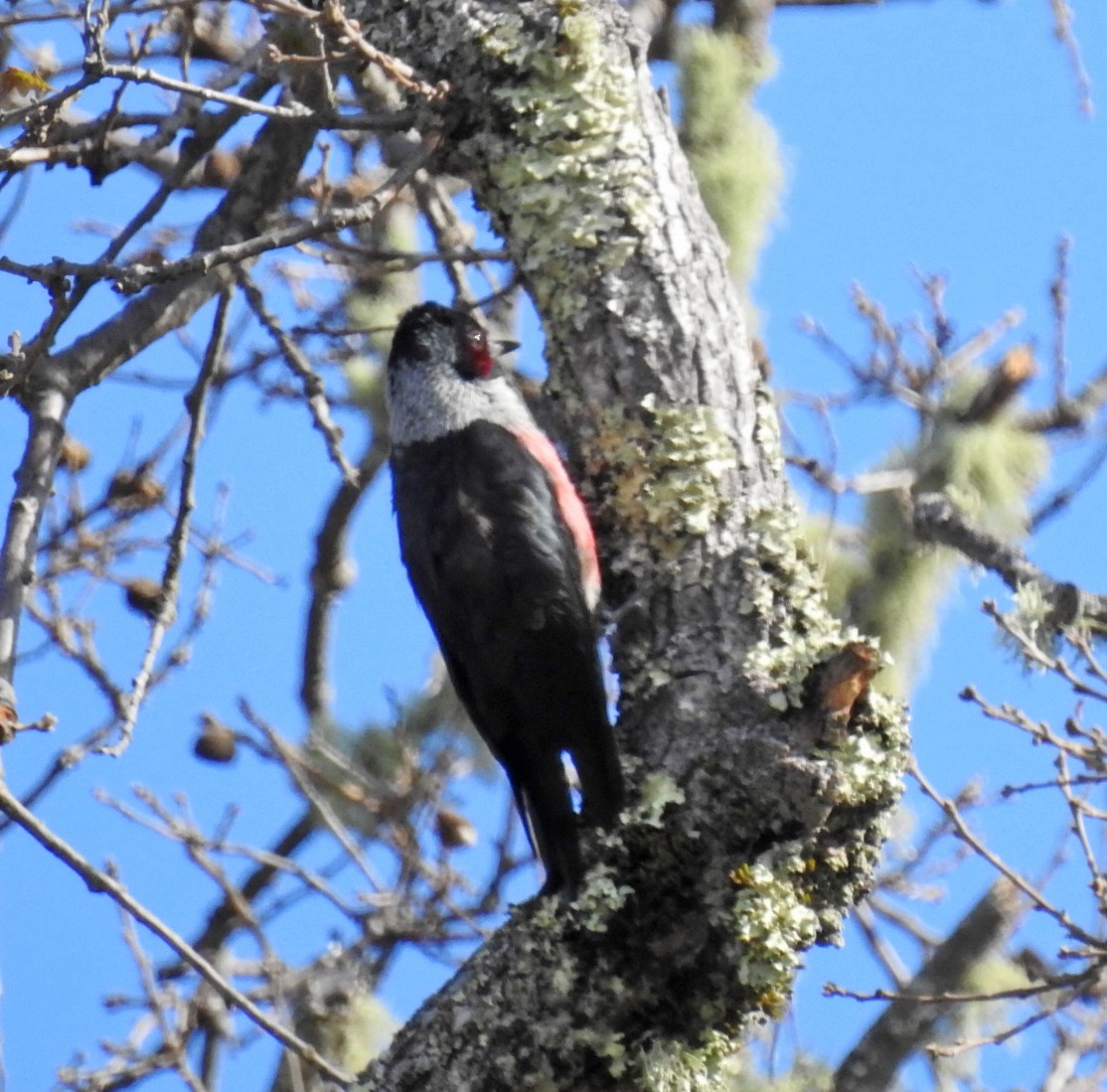 Lewis's Woodpecker - ML647152246