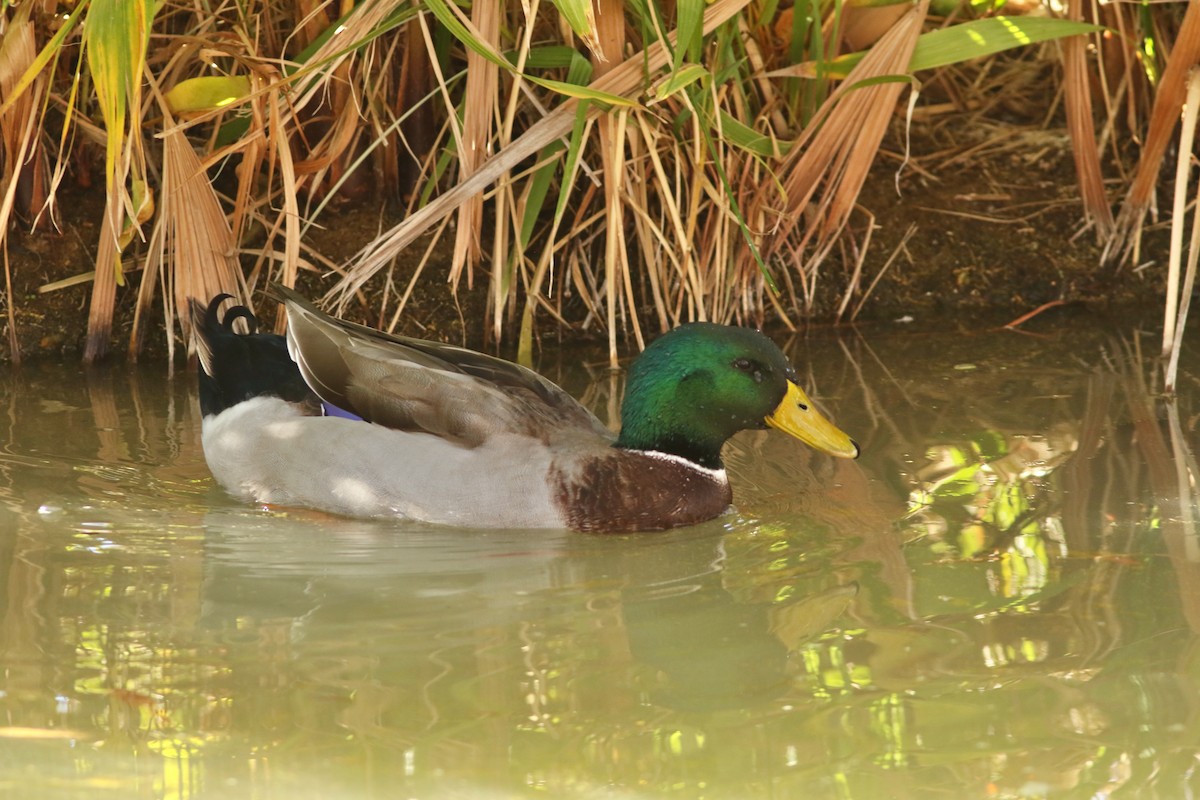 Кряква - ML647152248