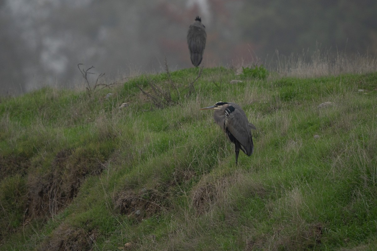 Great Blue Heron - ML647152249