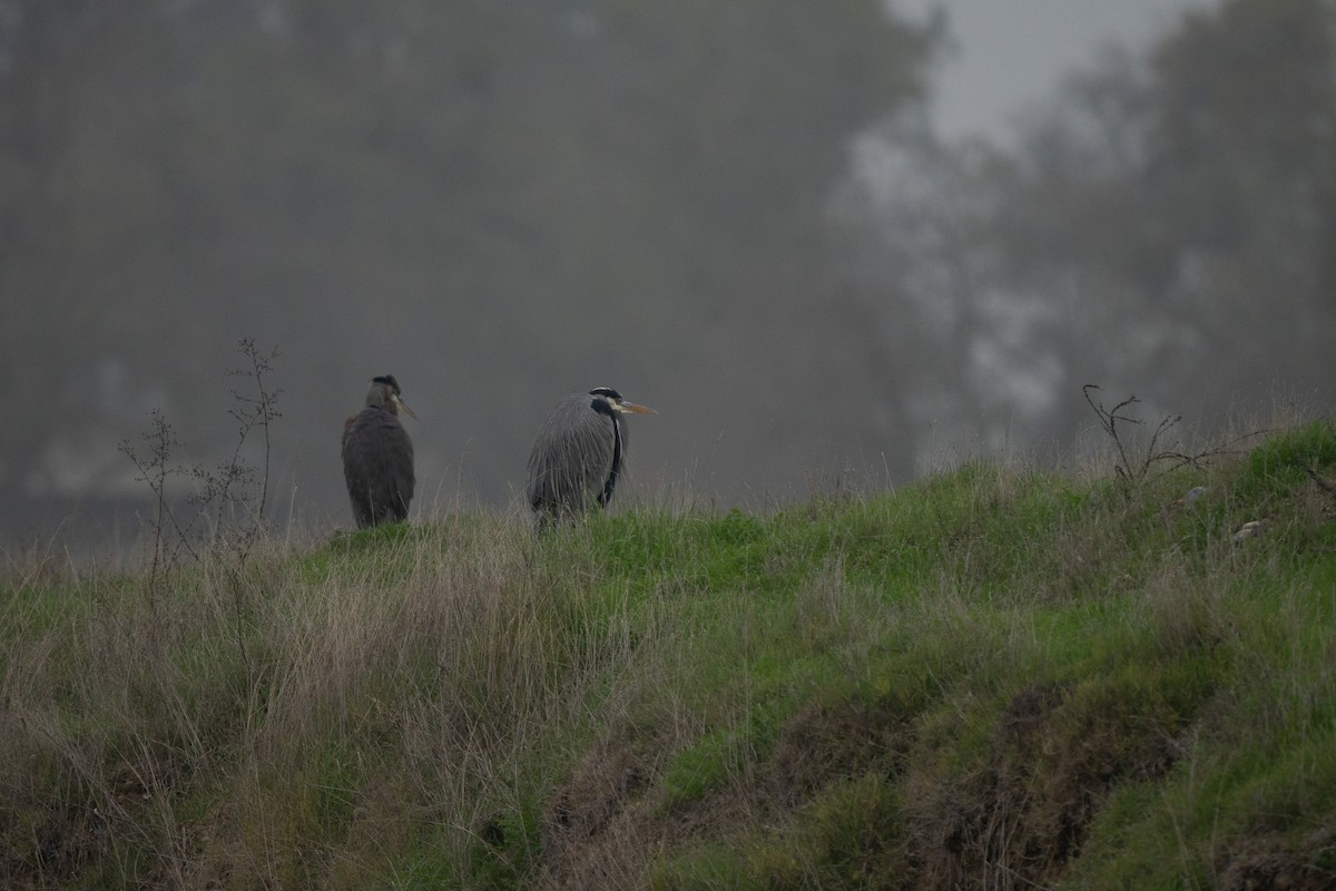 Great Blue Heron - ML647152250