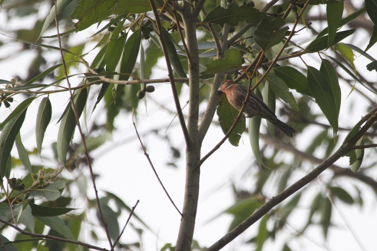 House Finch - ML647152254