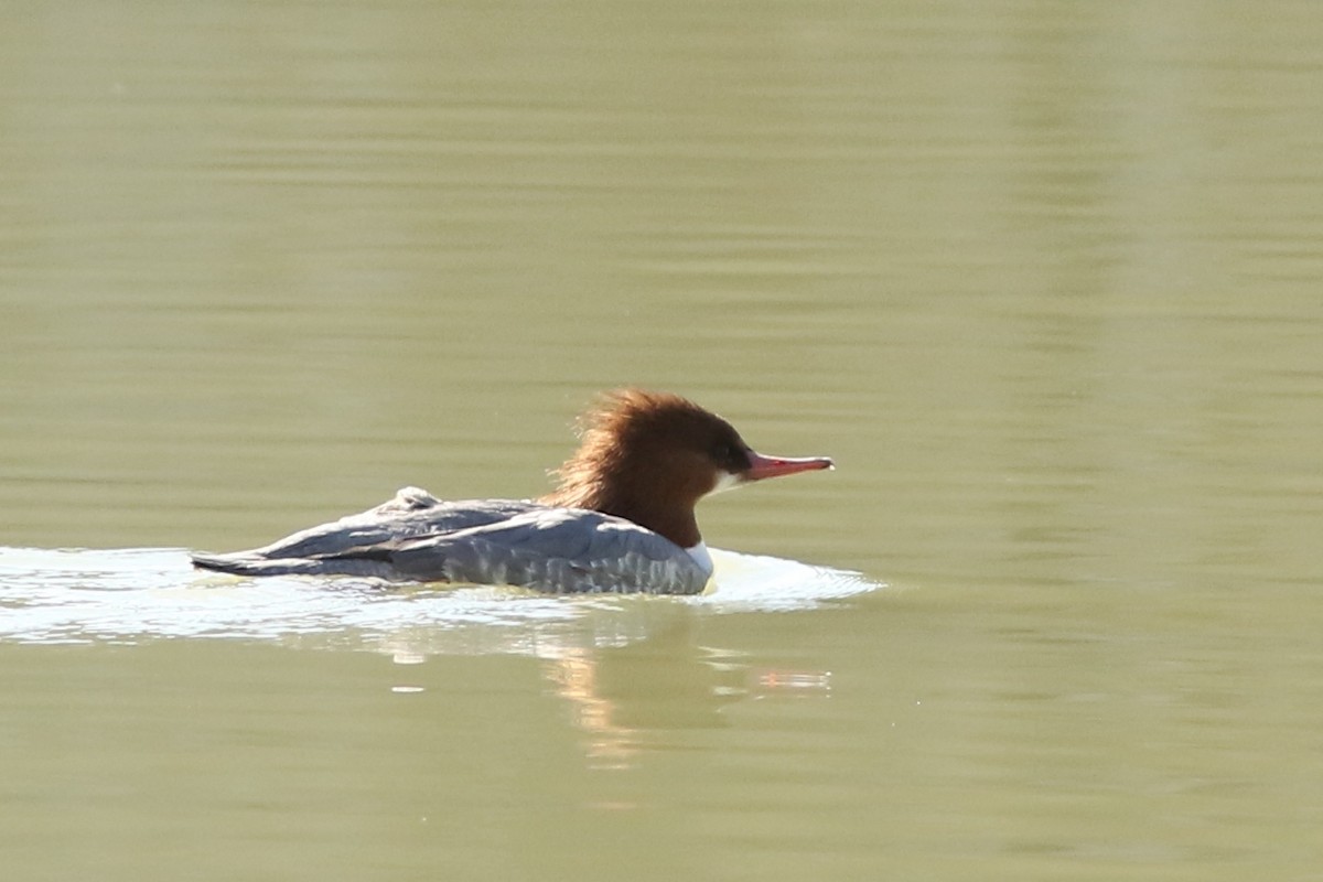 Большой крохаль - ML647152260