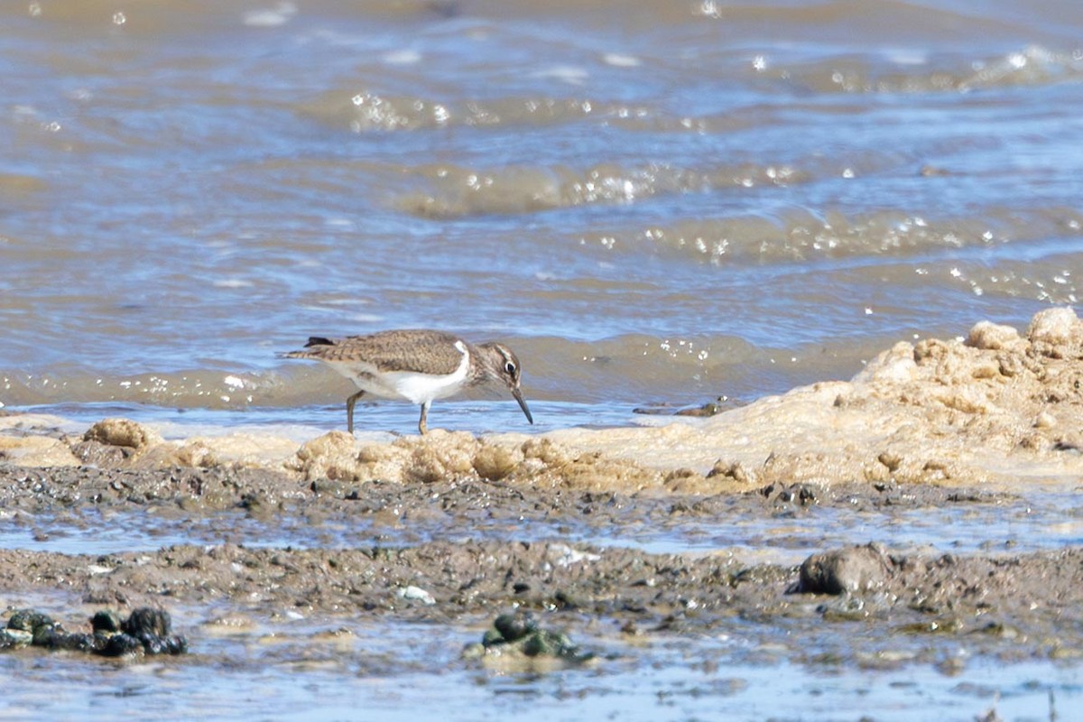 Common Sandpiper - ML647152261