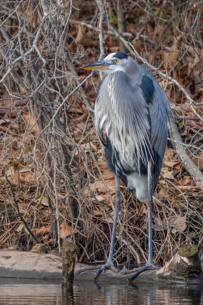 Great Blue Heron - ML647152268