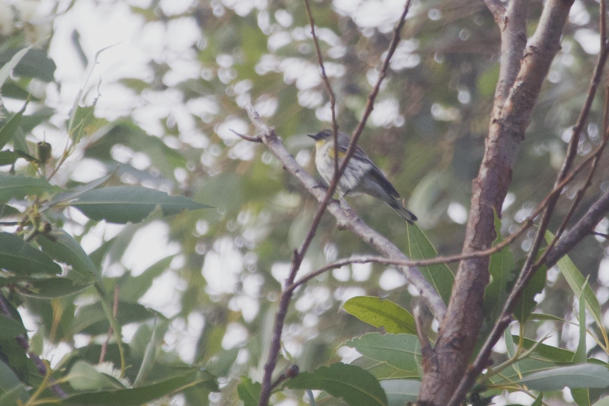 Yellow-rumped Warbler - ML647152276