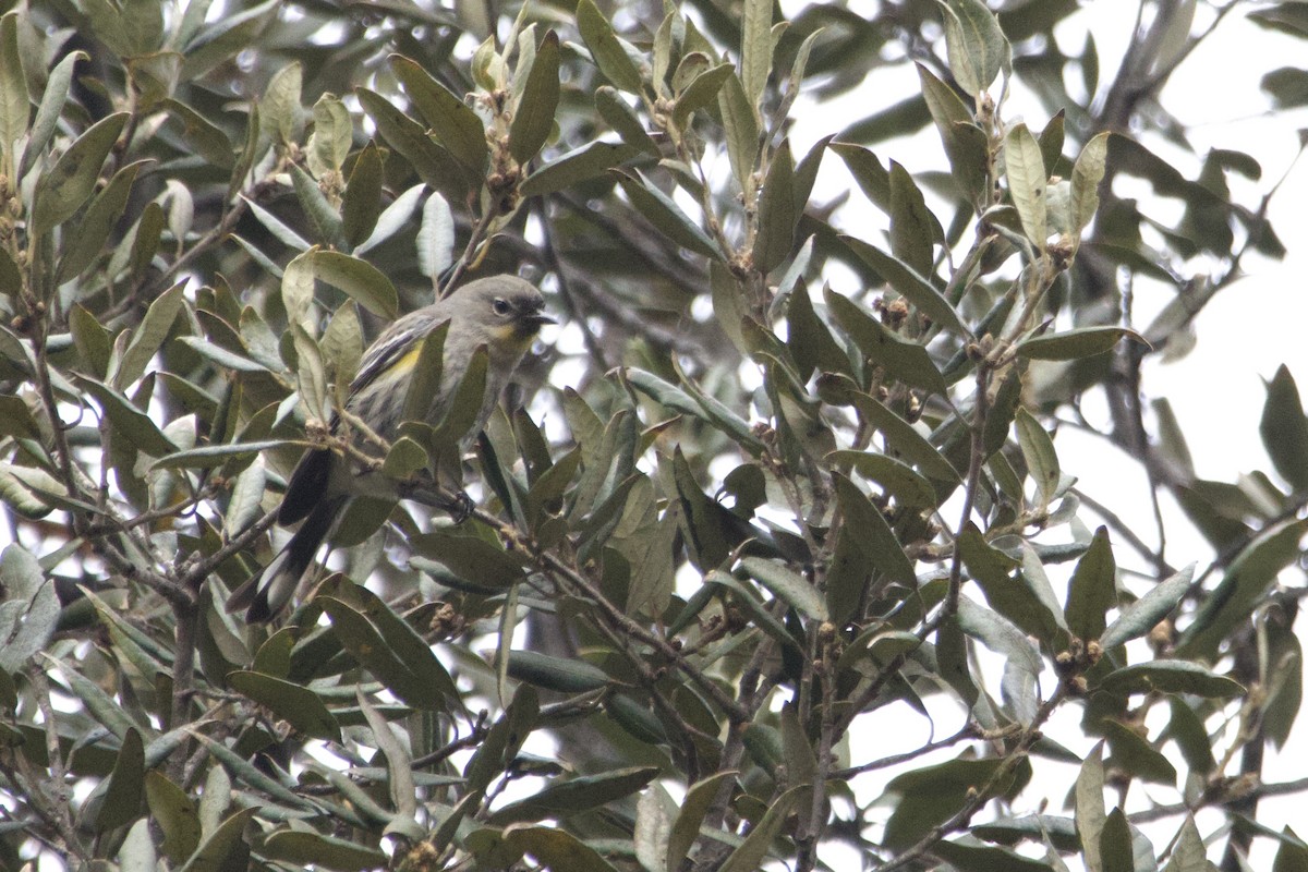 Yellow-rumped Warbler - ML647152277