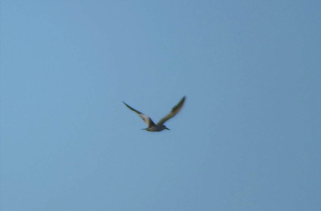 Yellow-billed Tern - ML647152289