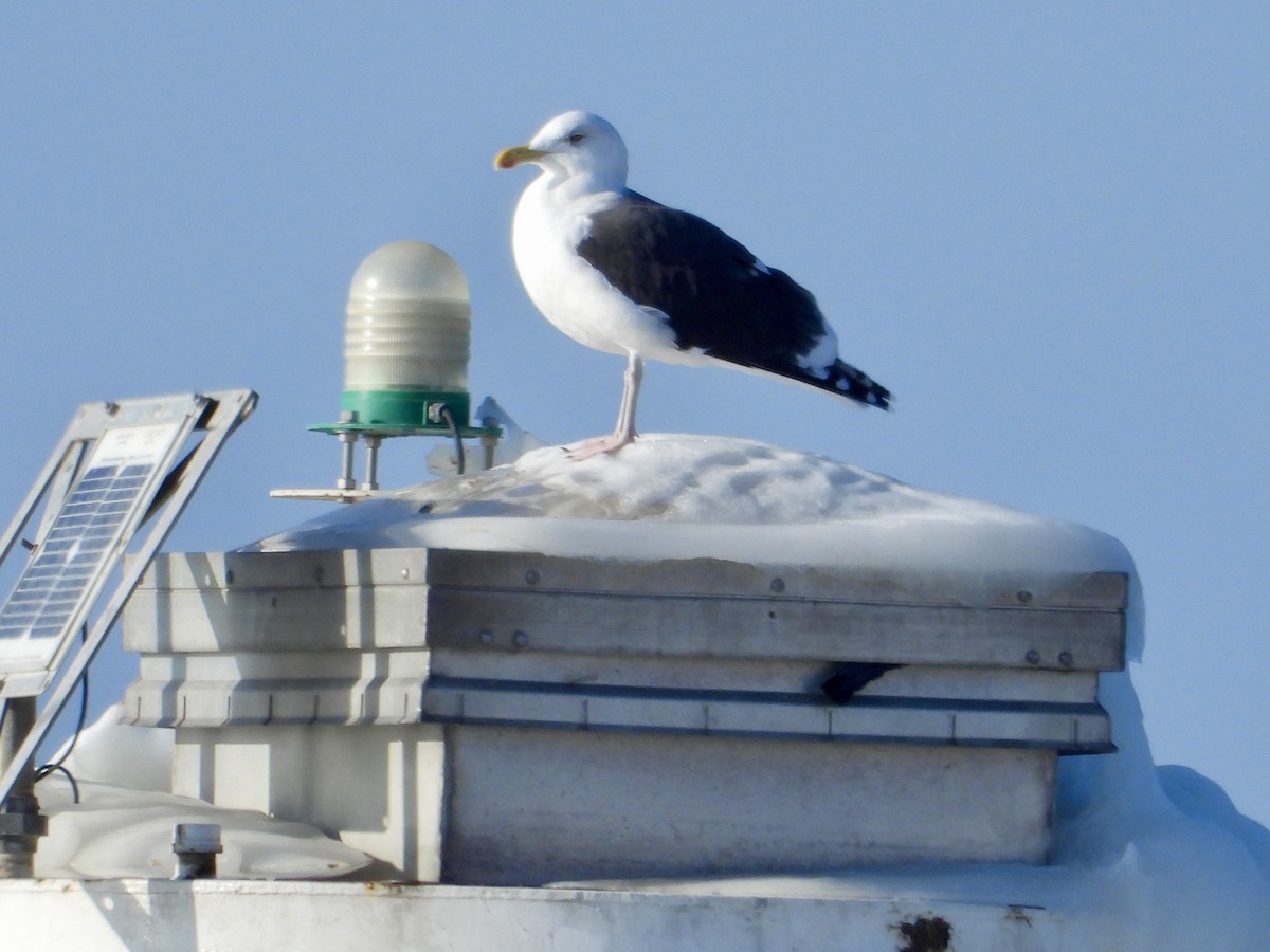 Great Black-backed Gull - ML647152297
