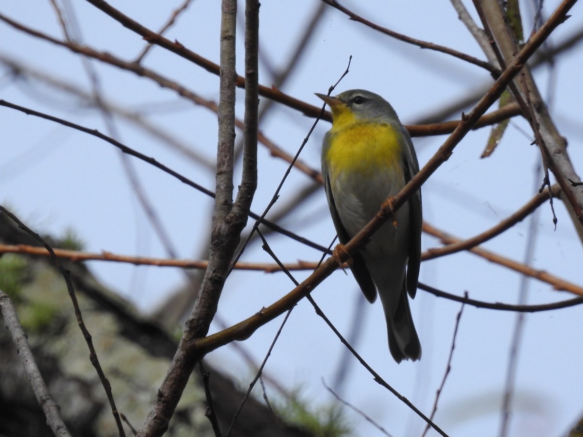 Northern Parula - ML647152303