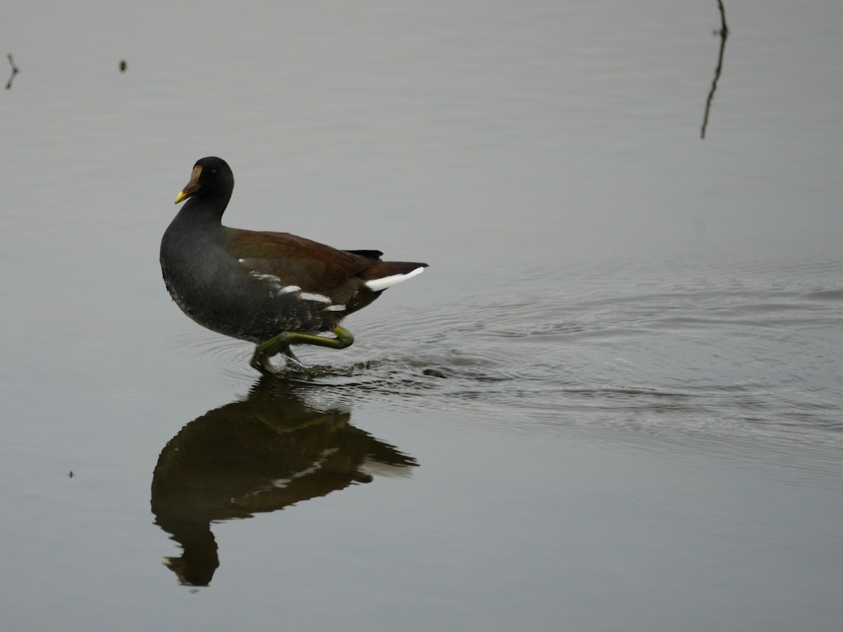 Курочка латиноамериканська - ML647152305