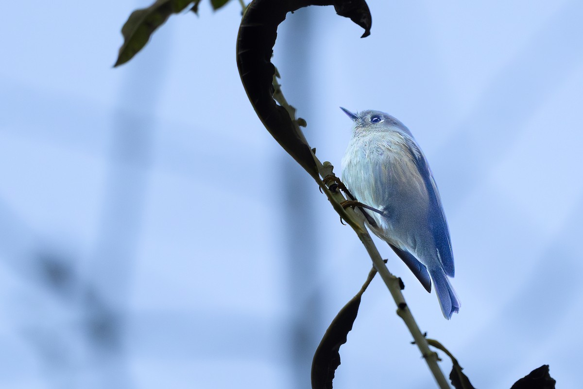Ruby-crowned Kinglet - ML647152306