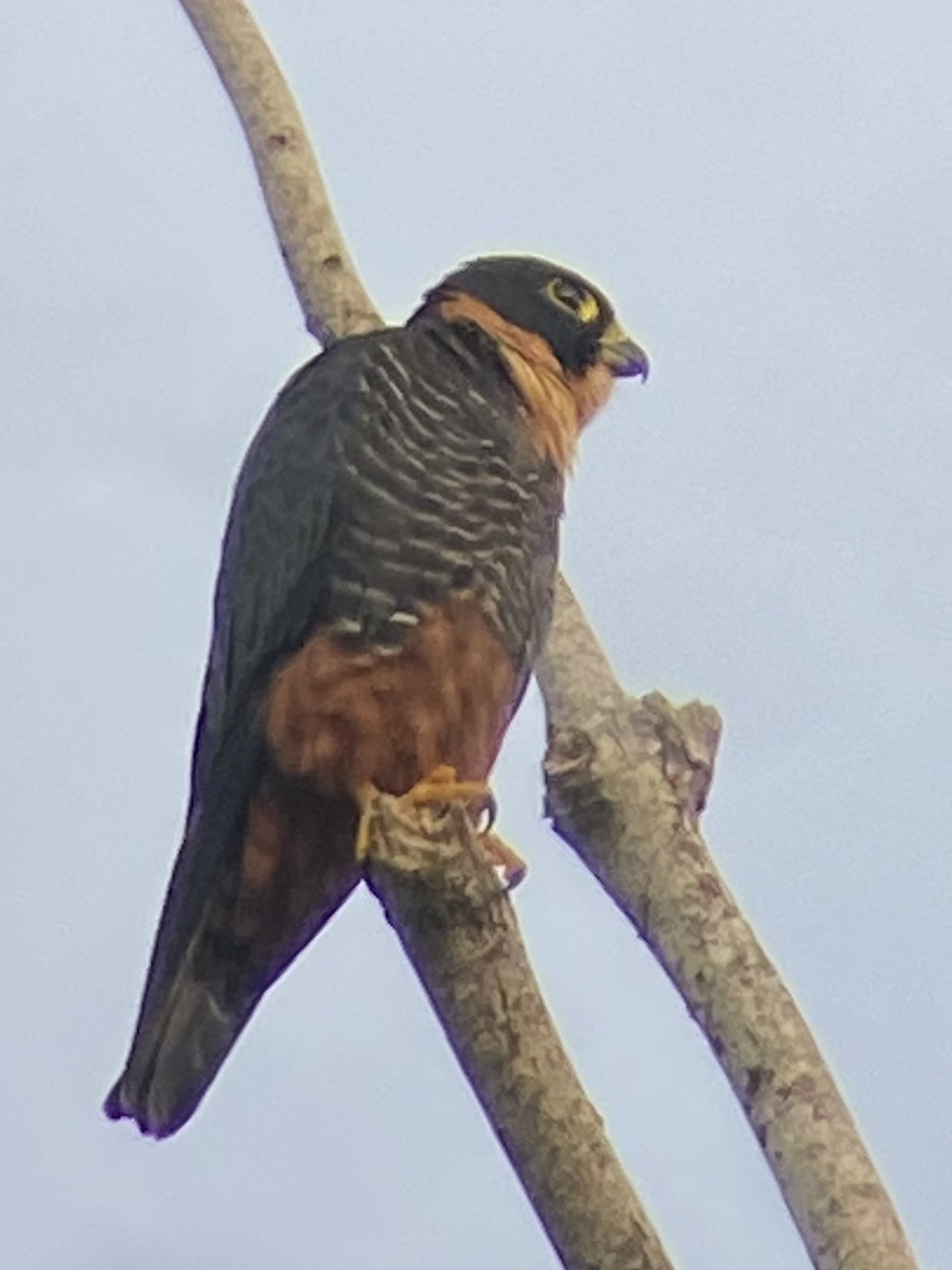 Bat Falcon - ML647152311