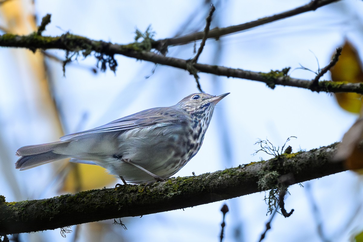קיכלי חלוד-זנב - ML647152312