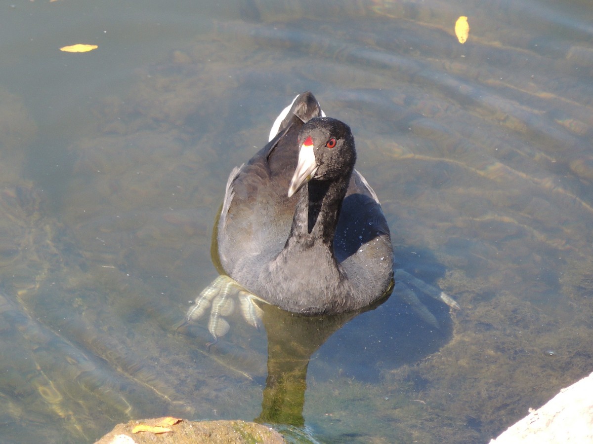 American Coot - ML647152314