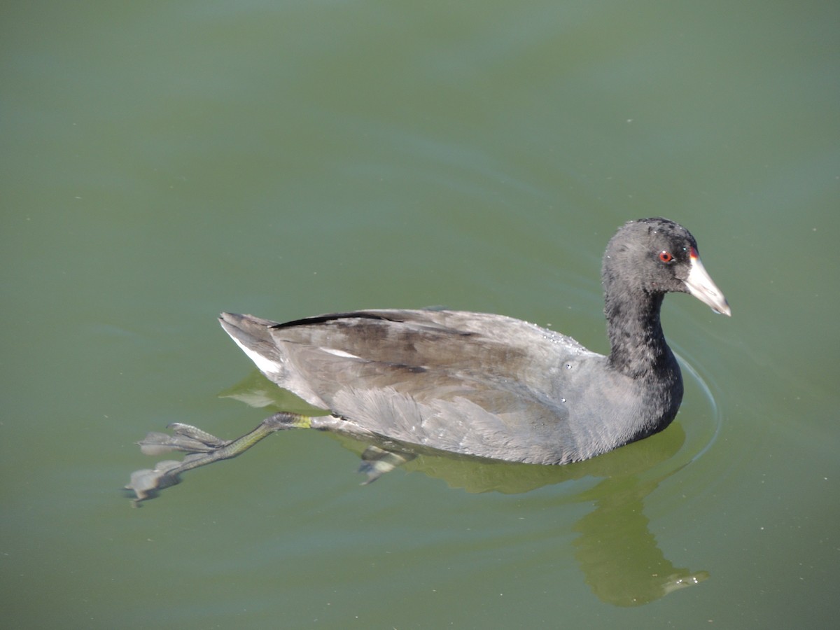 American Coot - ML647152315