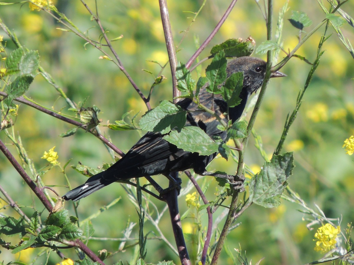 Red-winged Blackbird - ML647152320