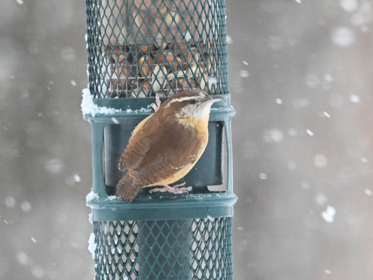 Carolina Wren - ML647152334