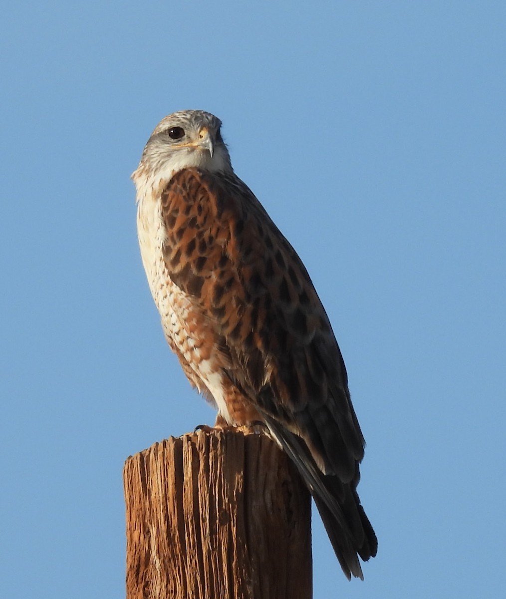 Ferruginous Hawk - ML647152335
