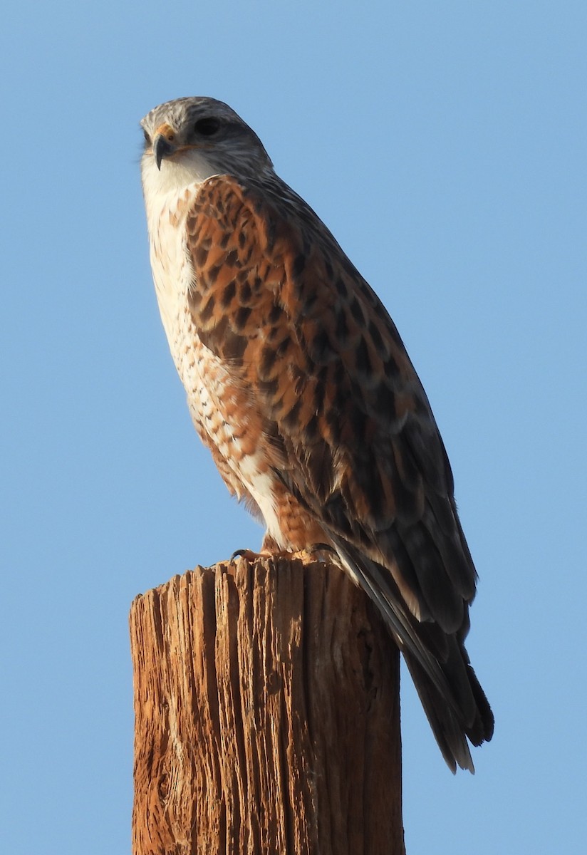 Ferruginous Hawk - ML647152336