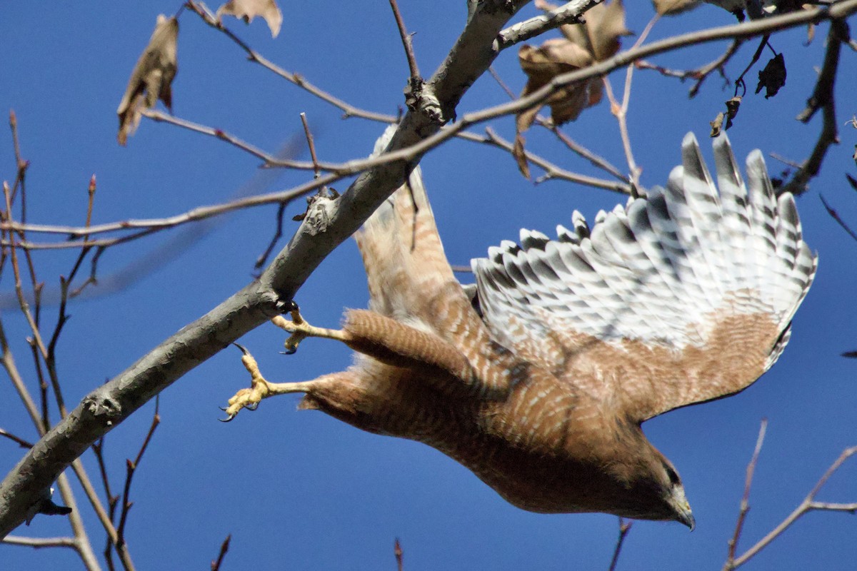 Red-shouldered Hawk - ML647152337