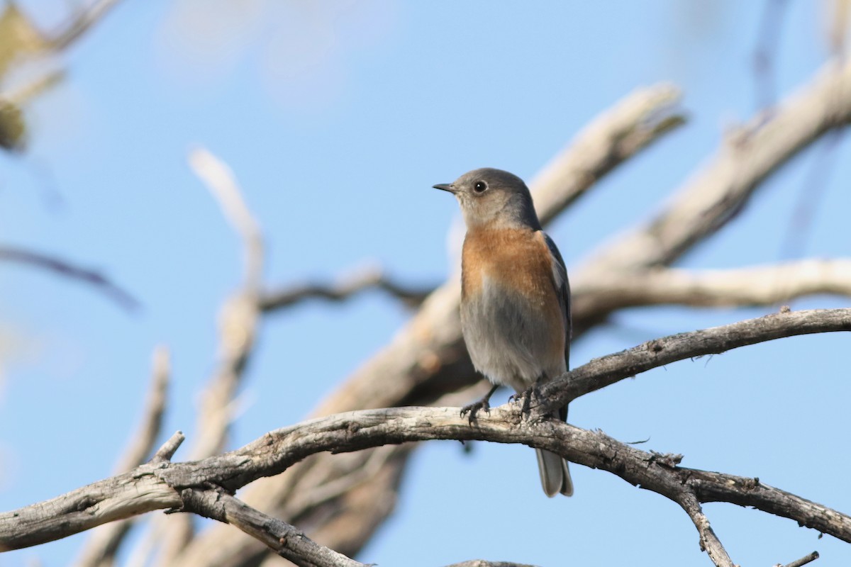 Западная сиалия - ML647152377