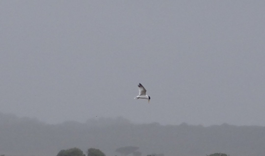 Yellow-billed Tern - ML647152400