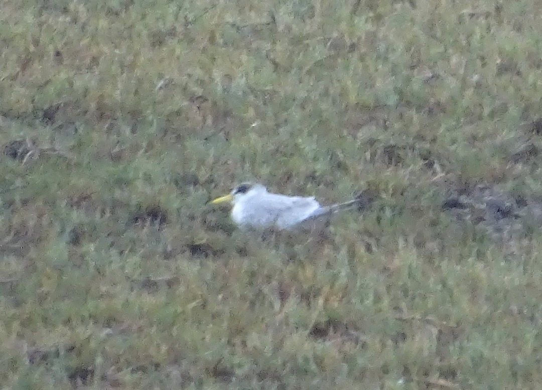 Yellow-billed Tern - ML647152401