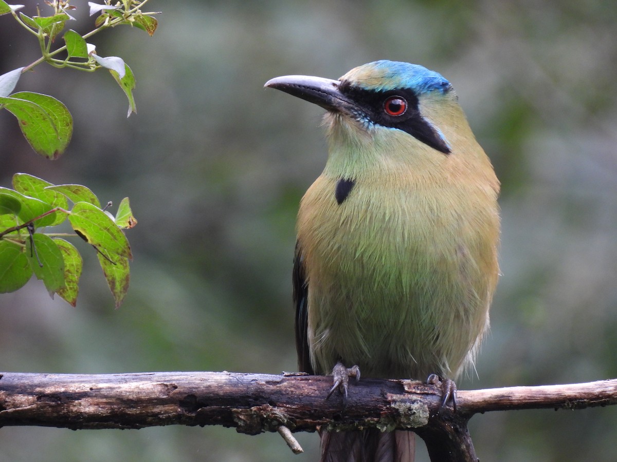 Blue-capped Motmot - ML647152410