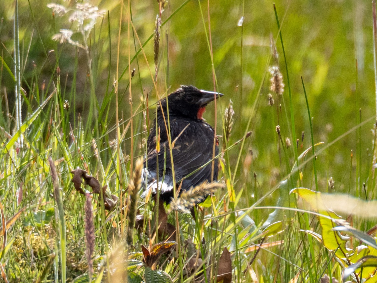 Red-breasted Meadowlark - ML647152411