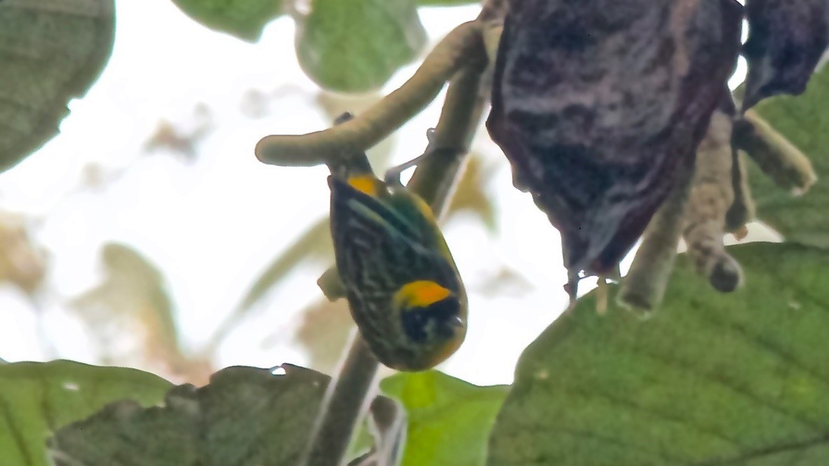Green-and-gold Tanager - ML647152418