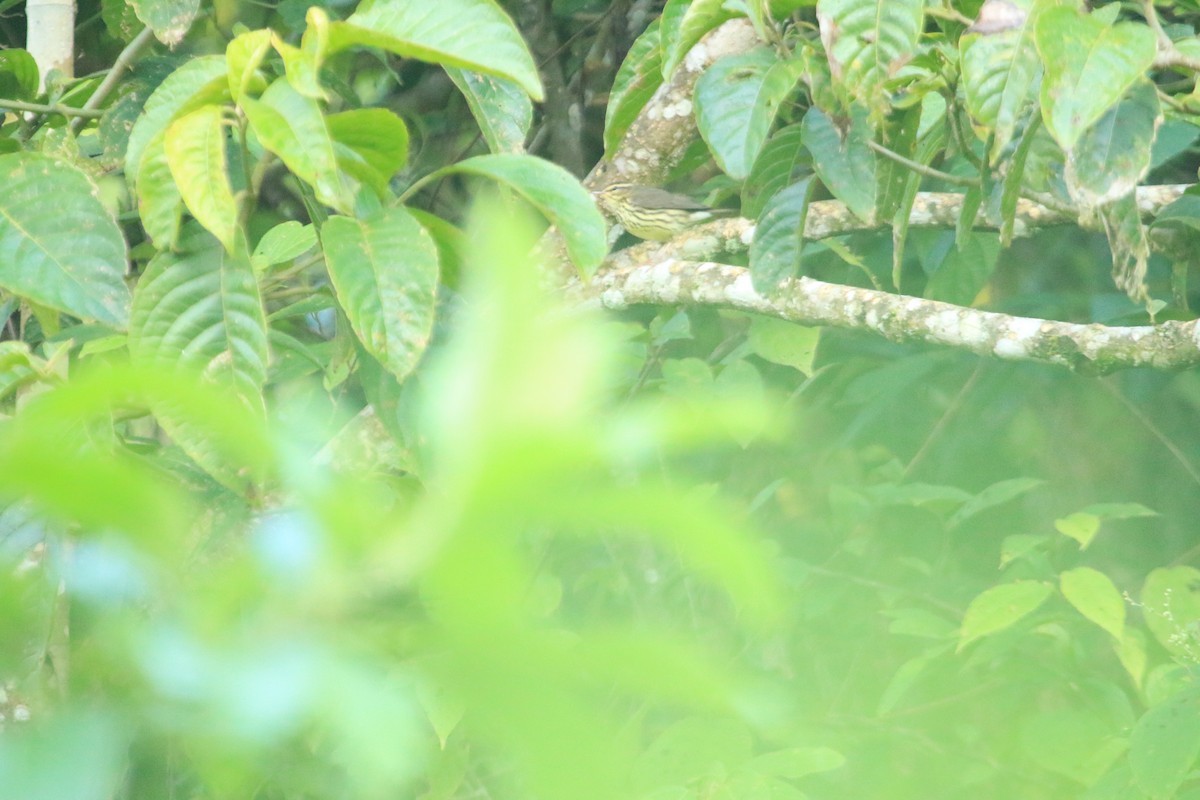 Northern Waterthrush - ML647152420