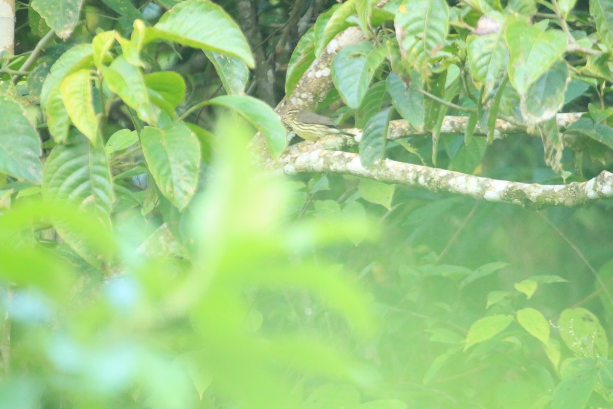 Northern Waterthrush - ML647152421