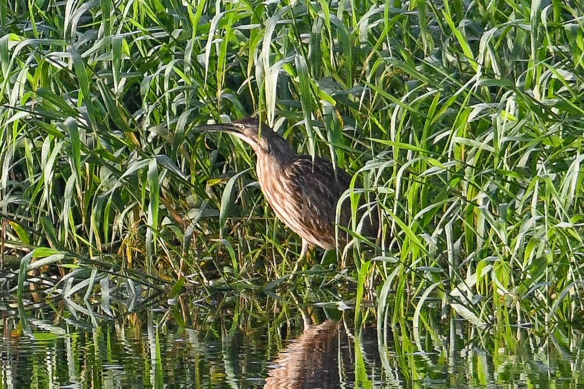 American Bittern - ML647152425