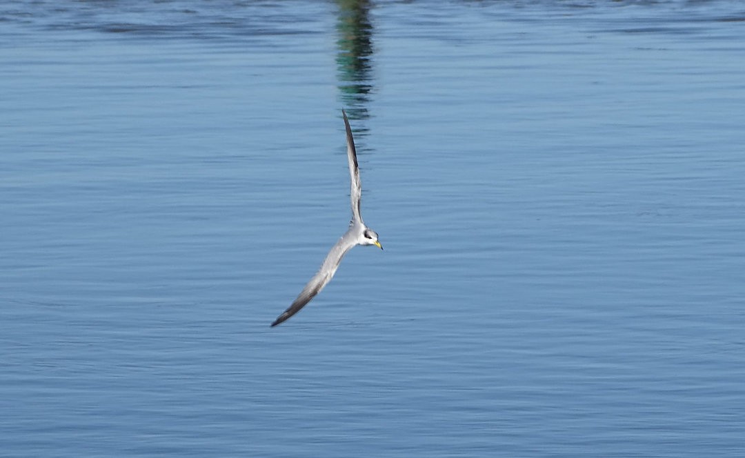 Yellow-billed Tern - ML647152451