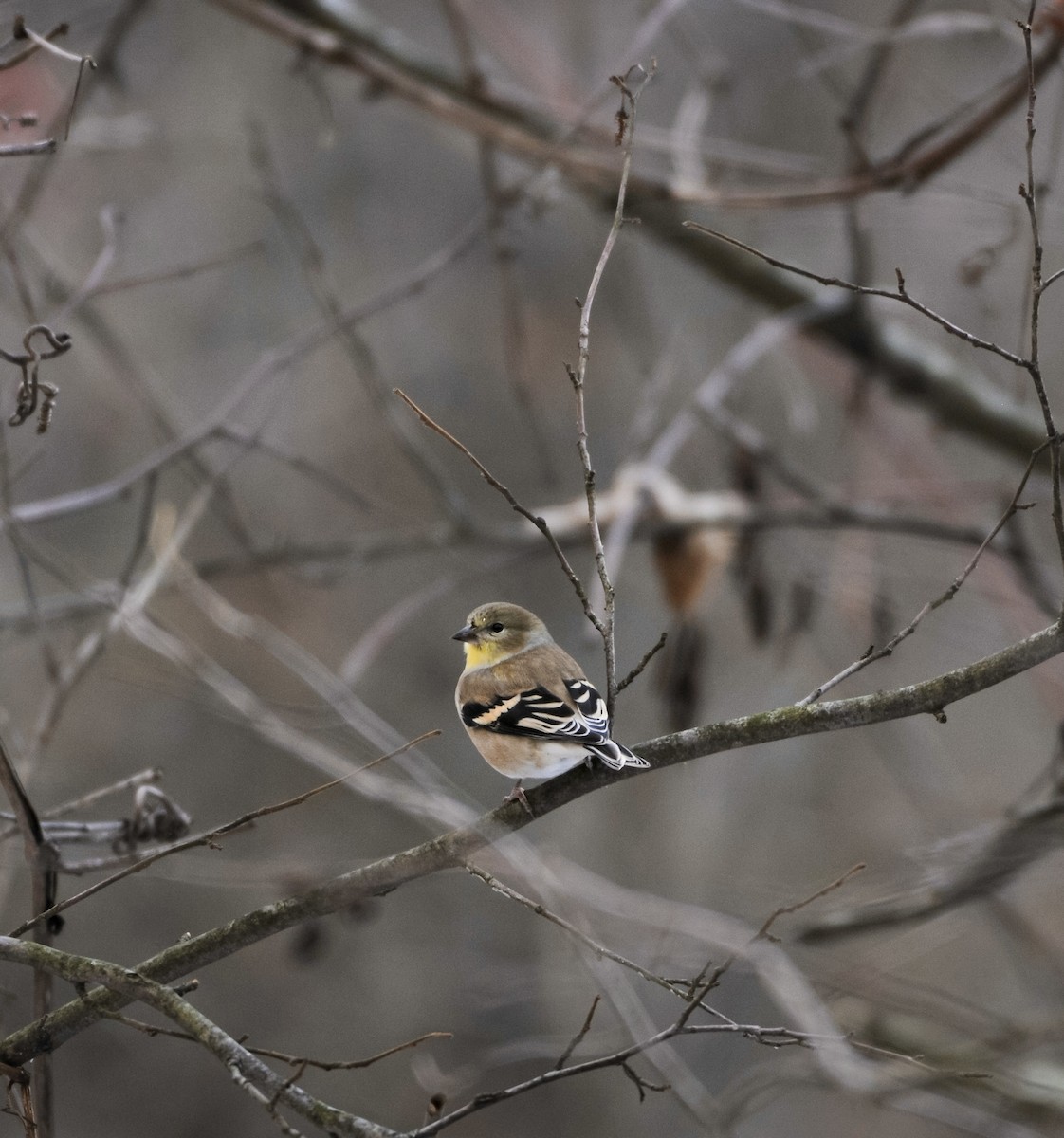American Goldfinch - ML647152458