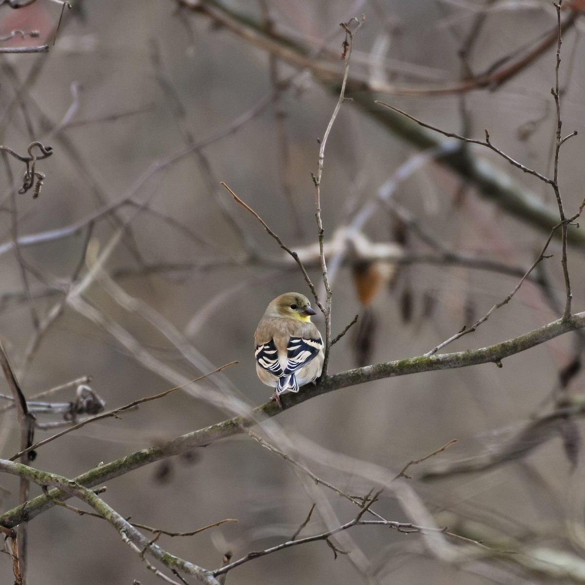 American Goldfinch - ML647152459