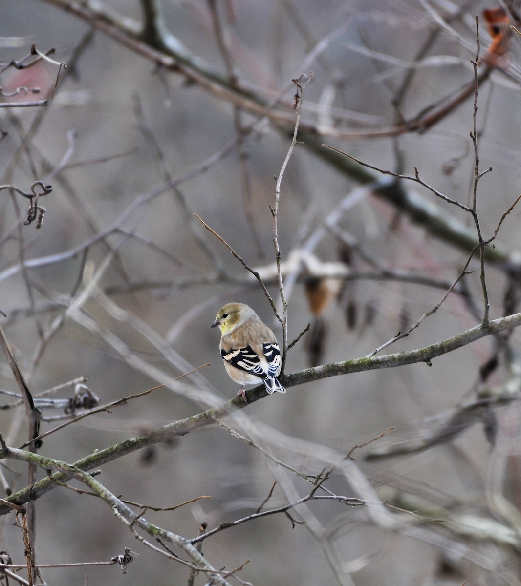 American Goldfinch - ML647152460