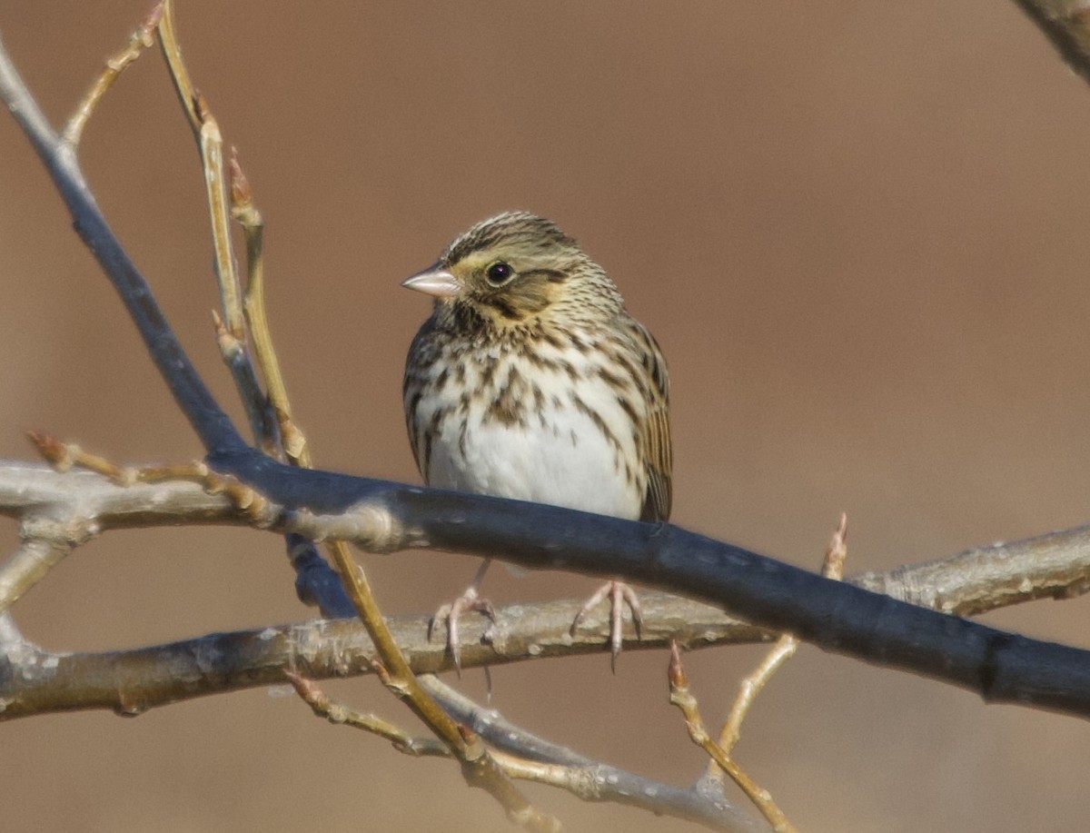 strnadec luční [skupina sandwichensis] - ML647152469