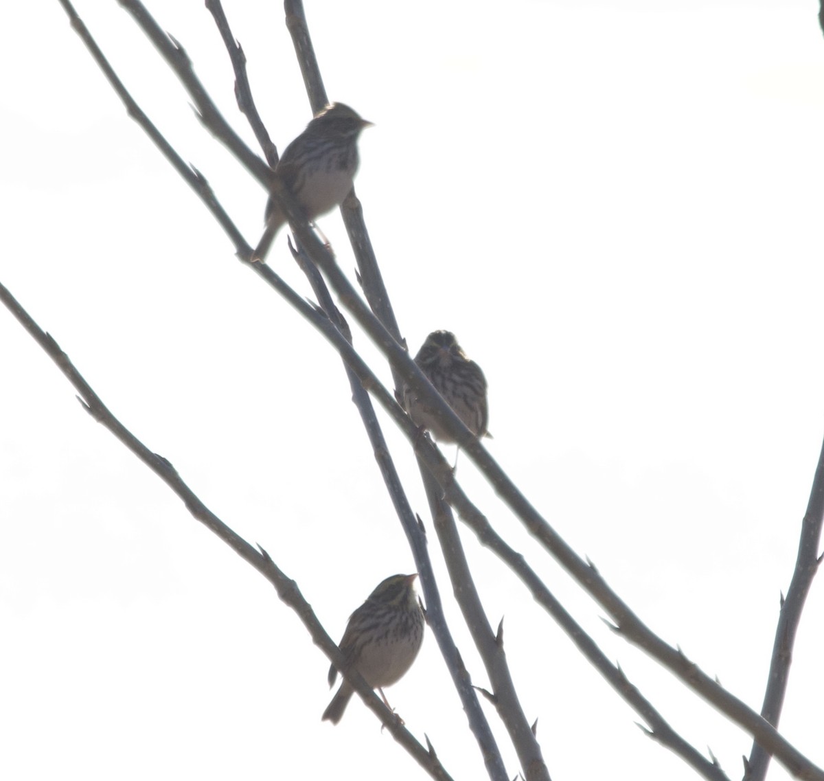 strnadec luční [skupina sandwichensis] - ML647152470