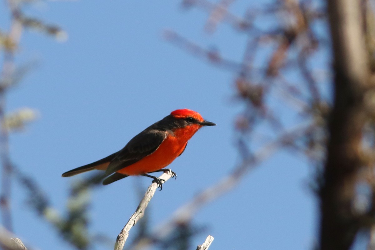 Красный мухолов - ML647152475