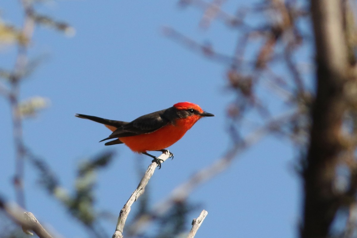 Красный мухолов - ML647152476