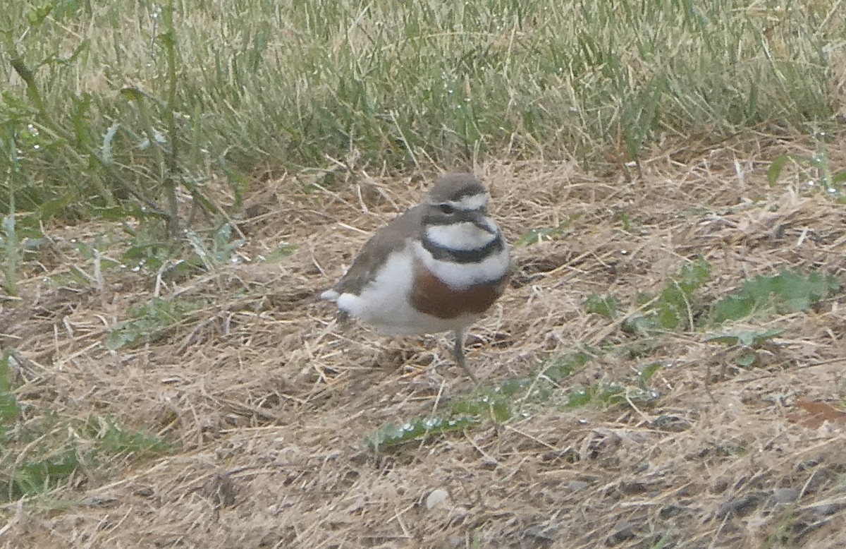 Double-banded Plover - ML647152478