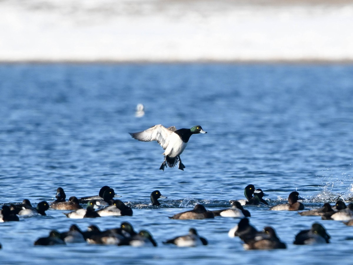 Murgilari handia - ML647152481