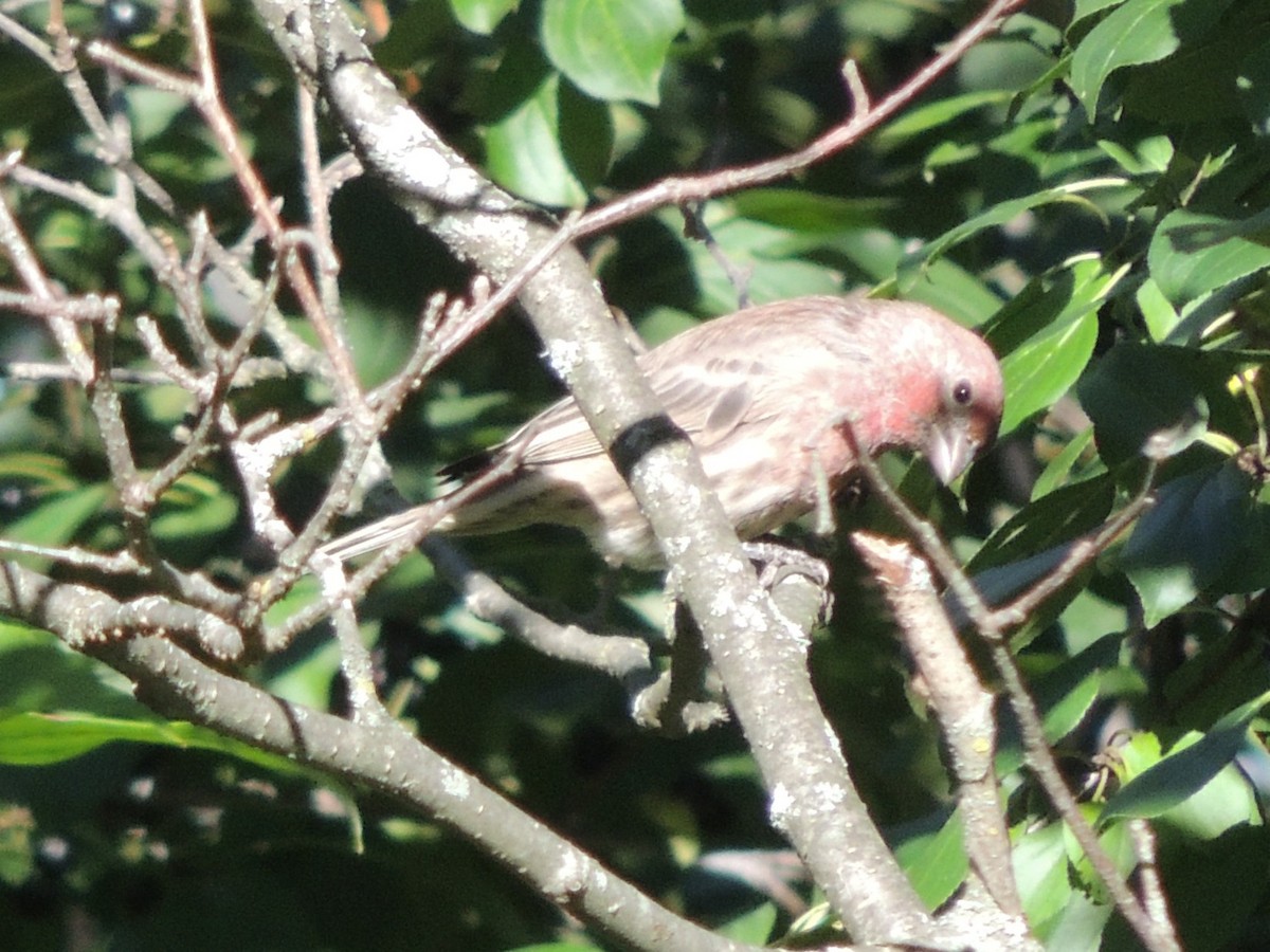 House Finch - ML647152482