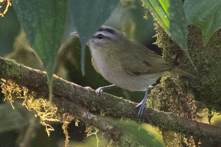 Chivi Vireo (resident) - ML647152483