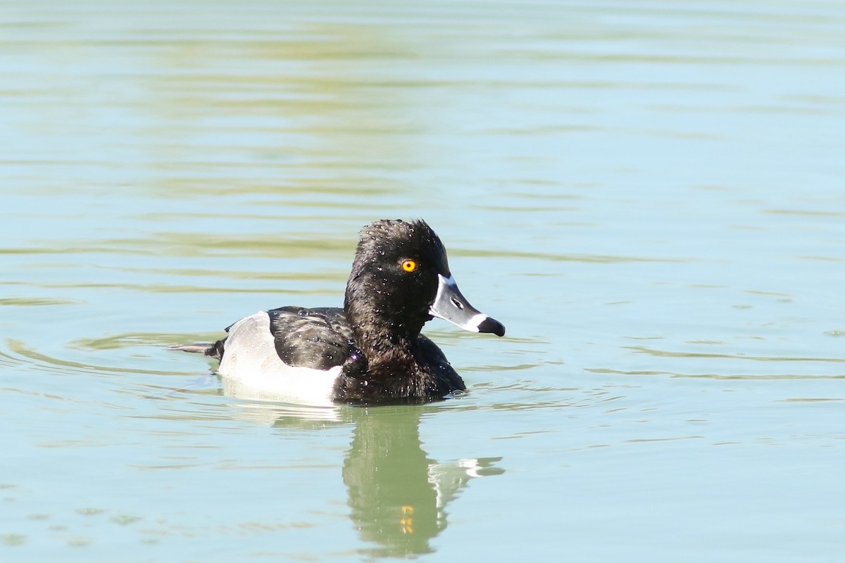 Кольчатая чернеть - ML647152485